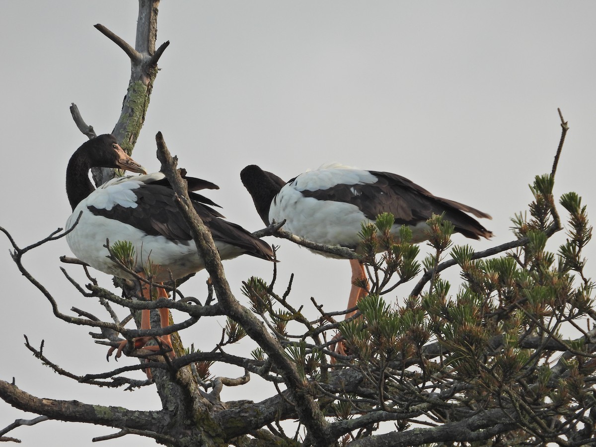 Magpie Goose - ML644437142