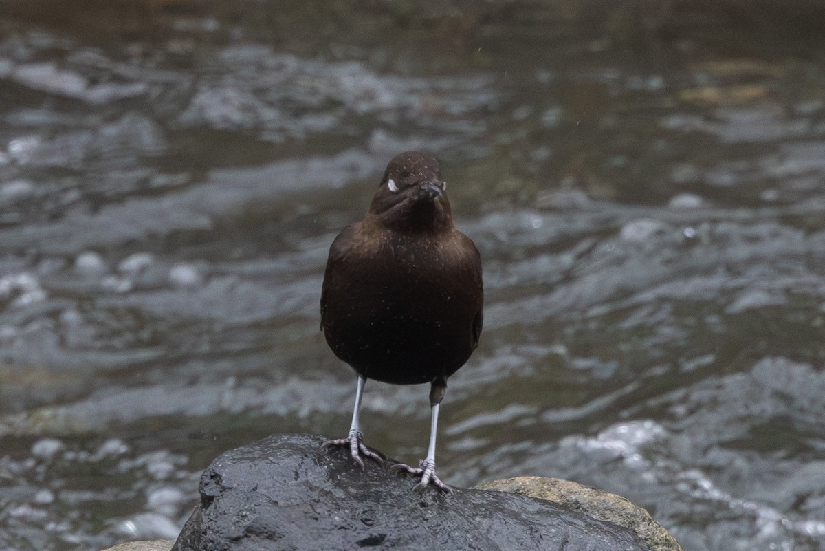 Brown Dipper - ML644437146