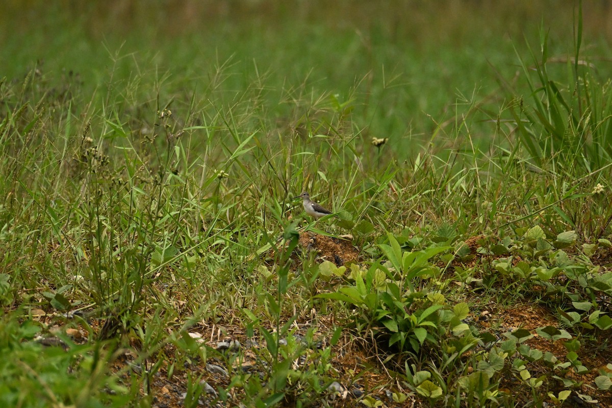 Spotted Sandpiper - ML644437154