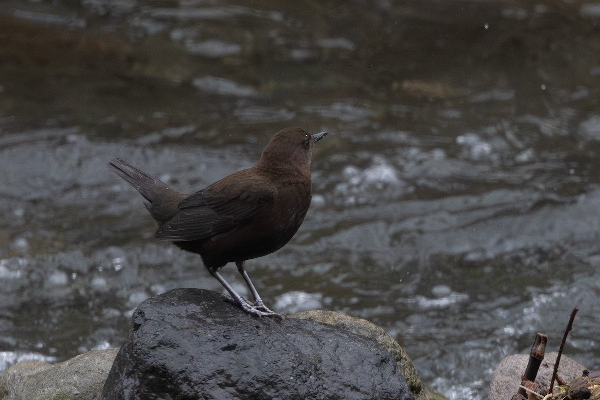 Brown Dipper - ML644437156