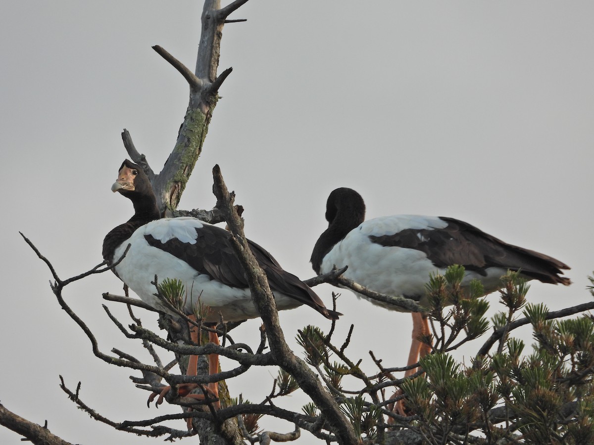 Magpie Goose - ML644437157