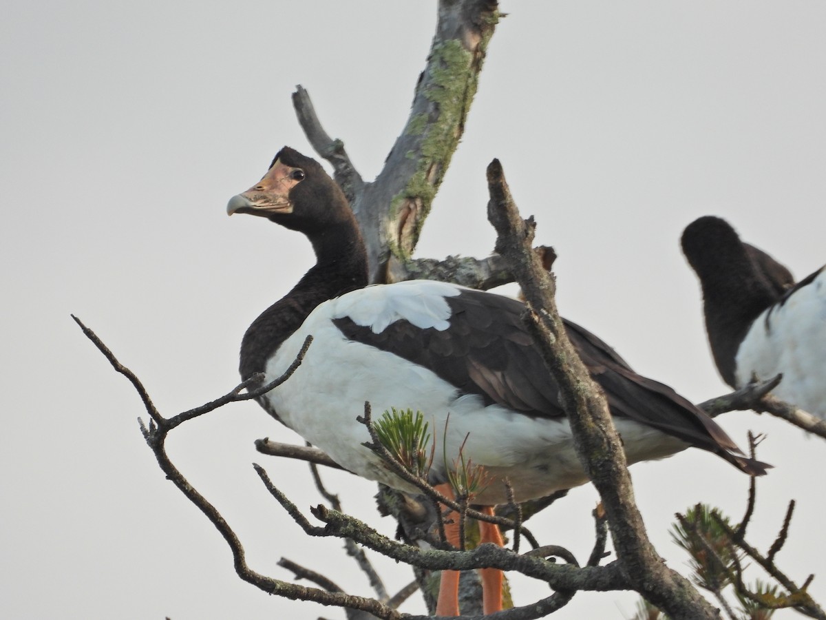 Урако - ML644437177