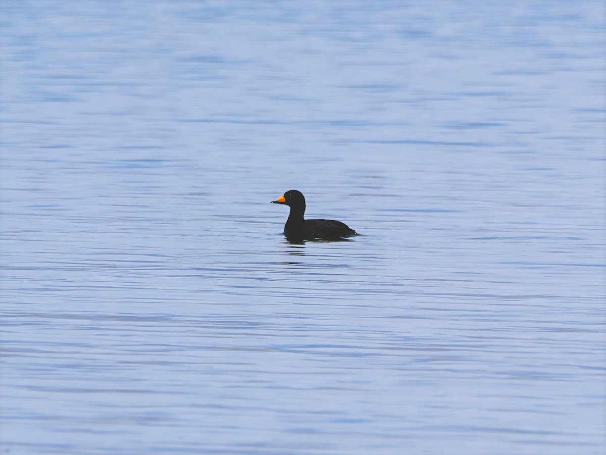 Синьга американська - ML644437180