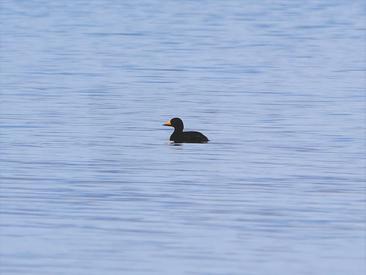 Синьга американська - ML644437181