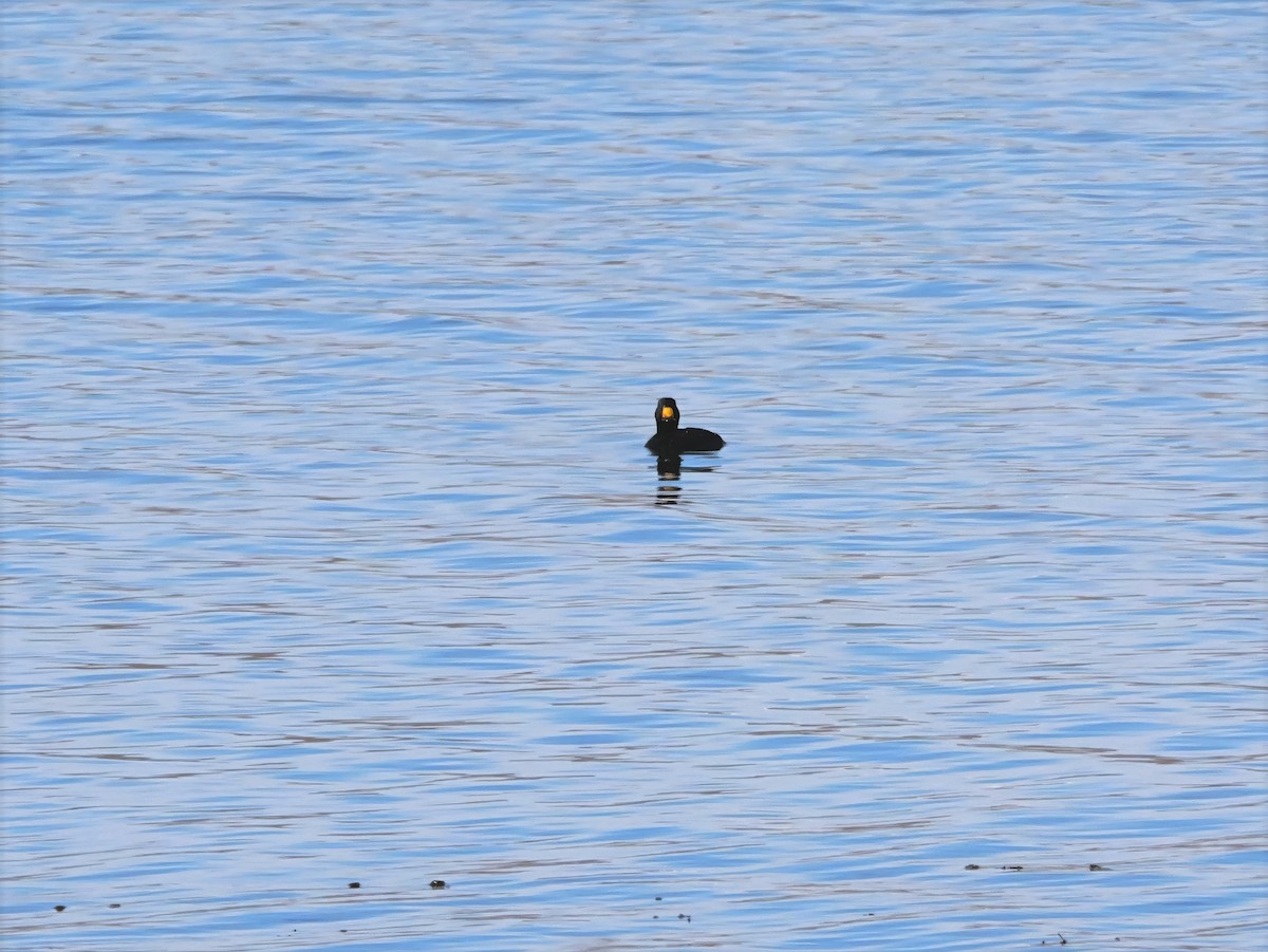 Синьга американська - ML644437184