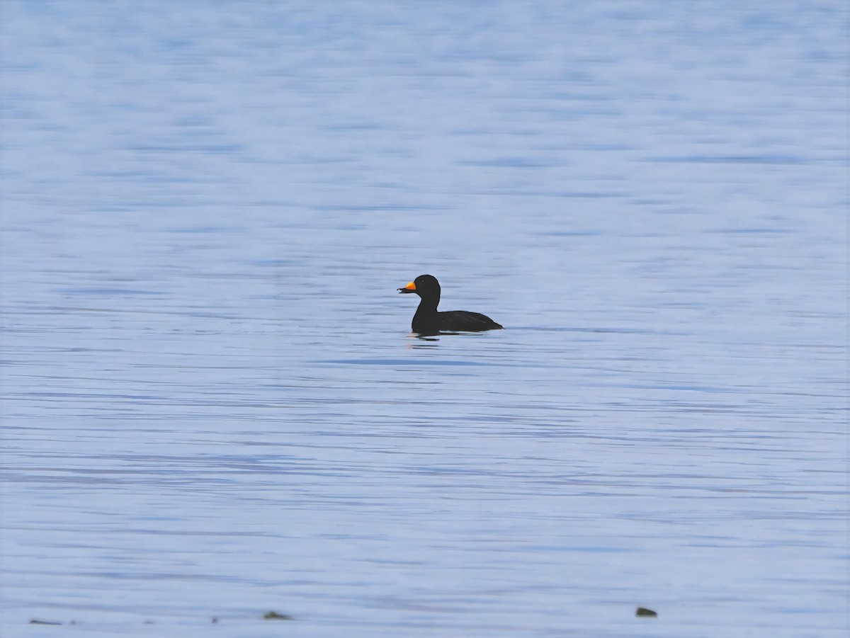 Синьга американська - ML644437187