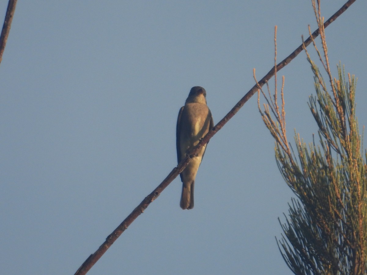 Піві північний - ML644437189