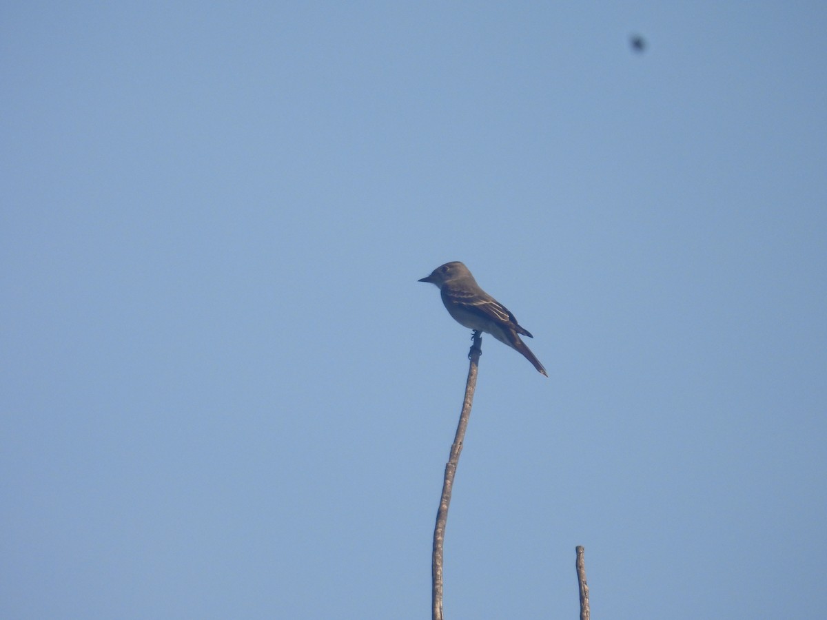 Піві північний - ML644437191