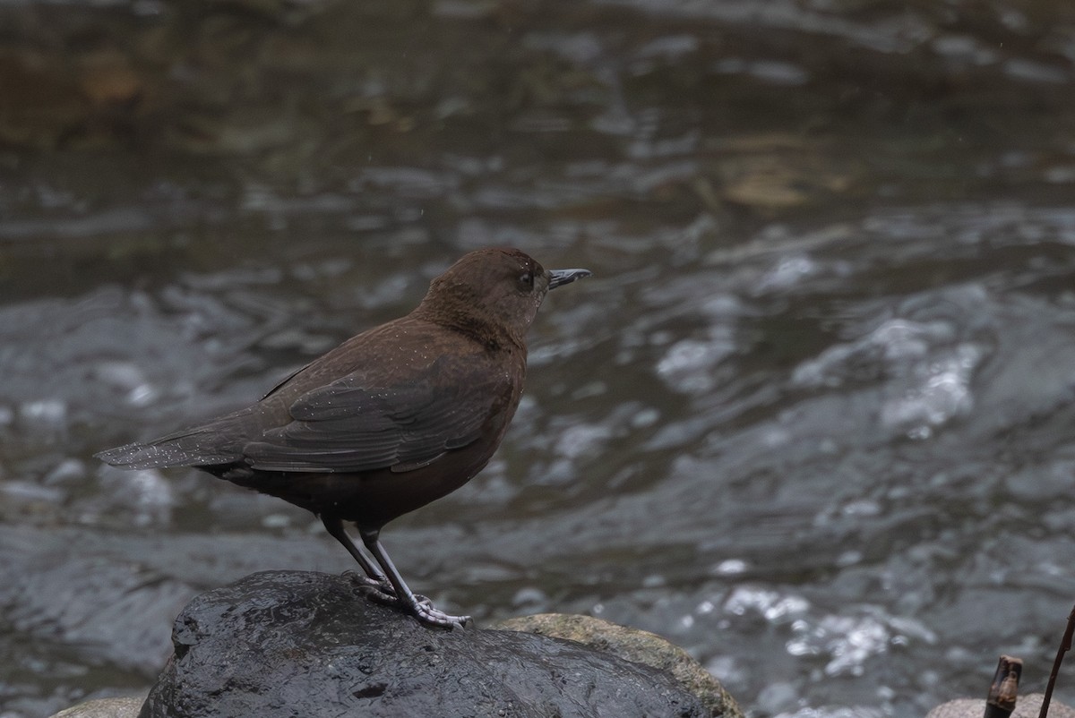 Пронурок бурий - ML644437192