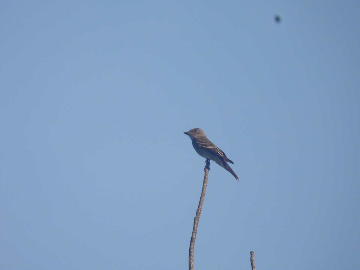 Піві північний - ML644437194