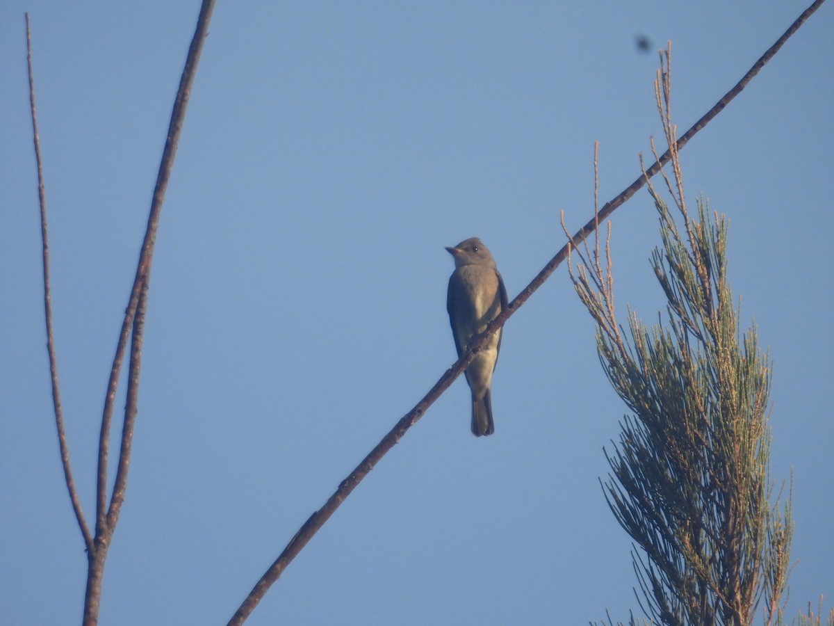 Піві північний - ML644437196