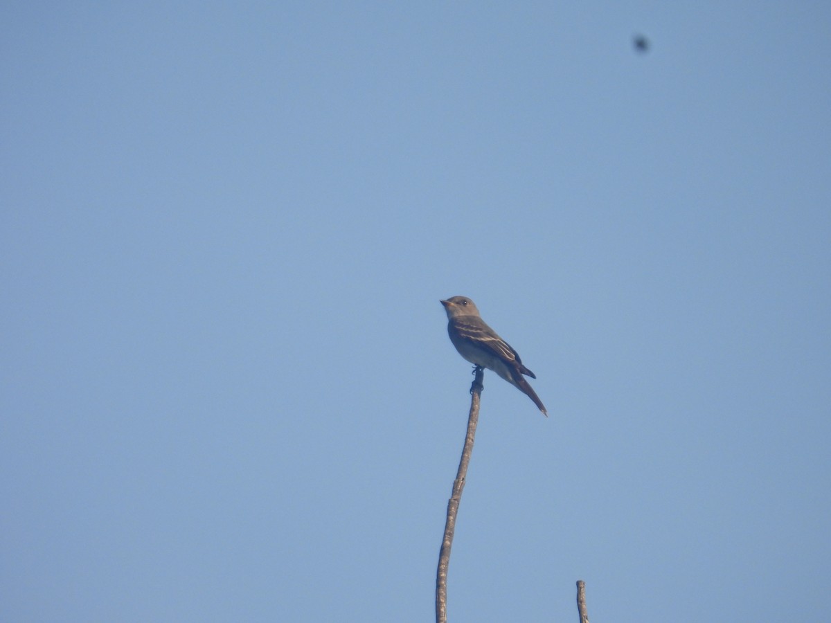 Піві північний - ML644437197