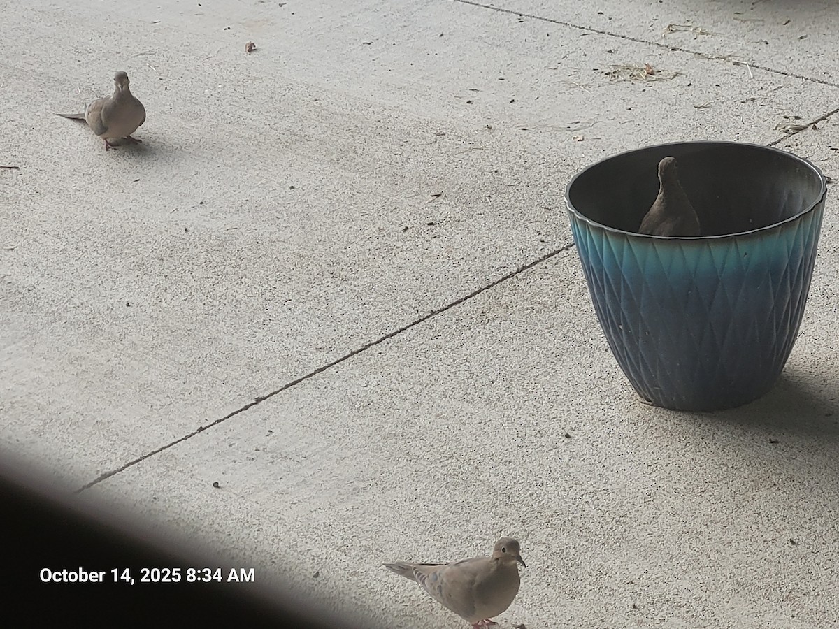 Зенаїда північна - ML644437200