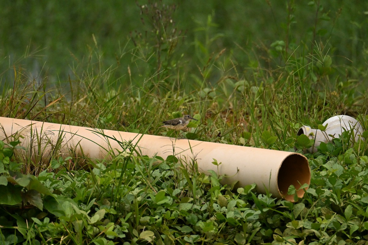 Набережник плямистий - ML644437204