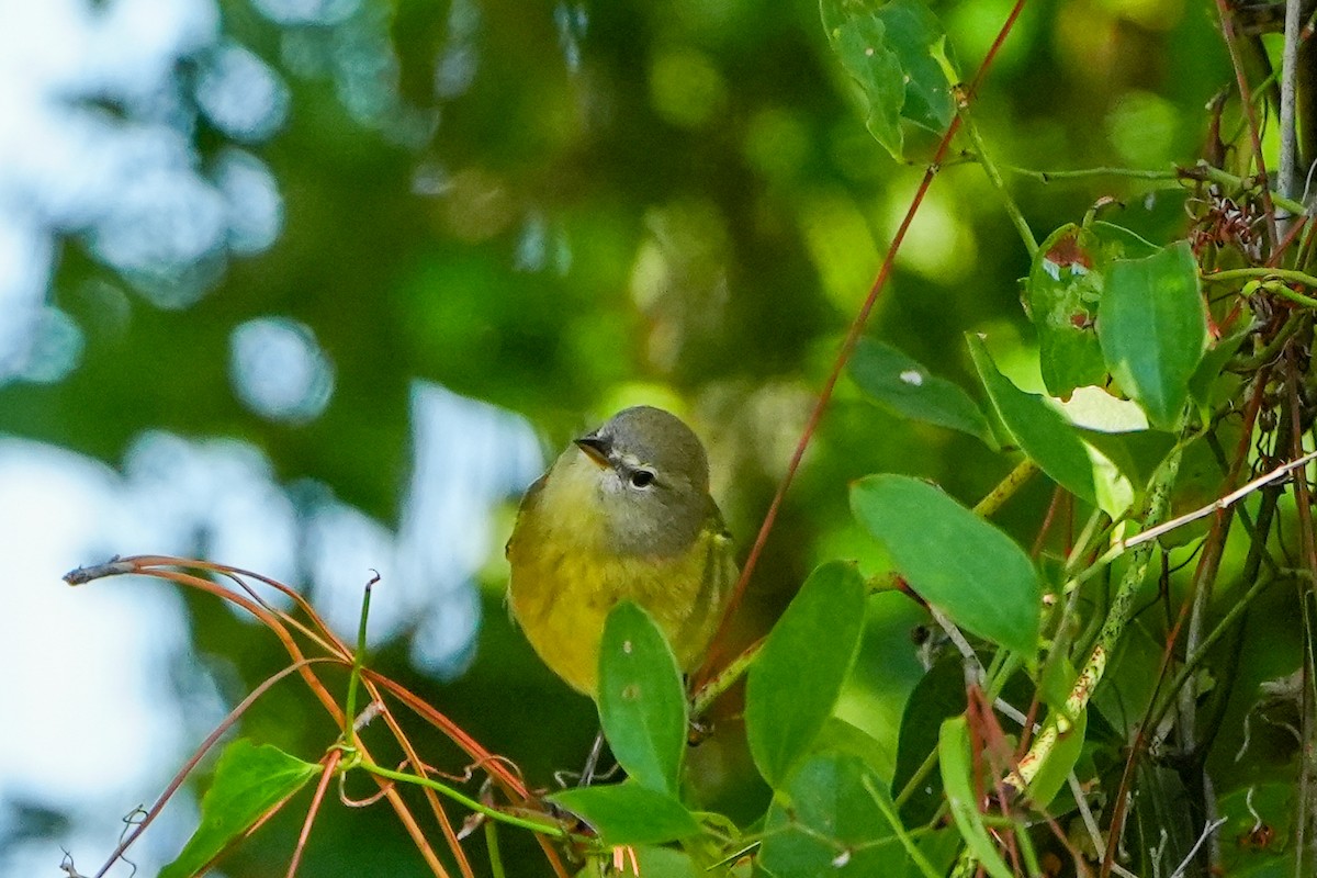 Червоїд оливковий - ML644437205