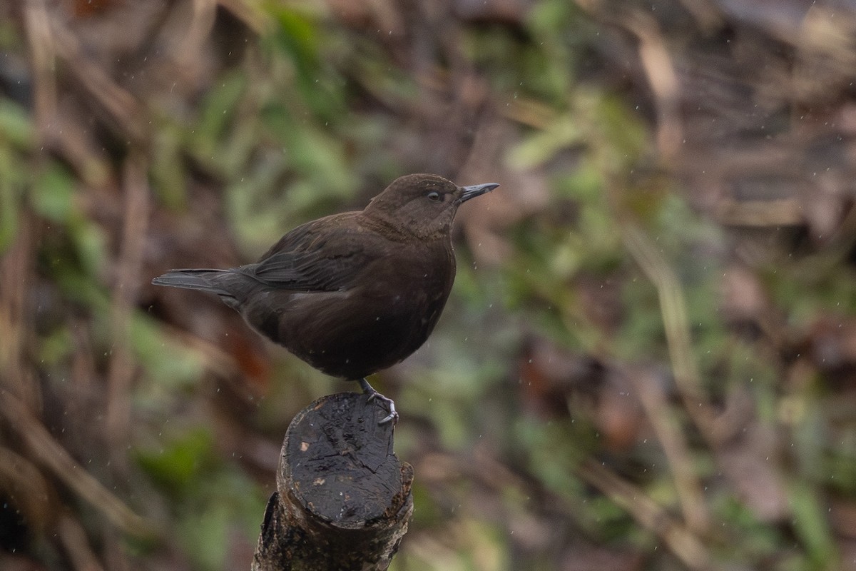 Пронурок бурий - ML644437206