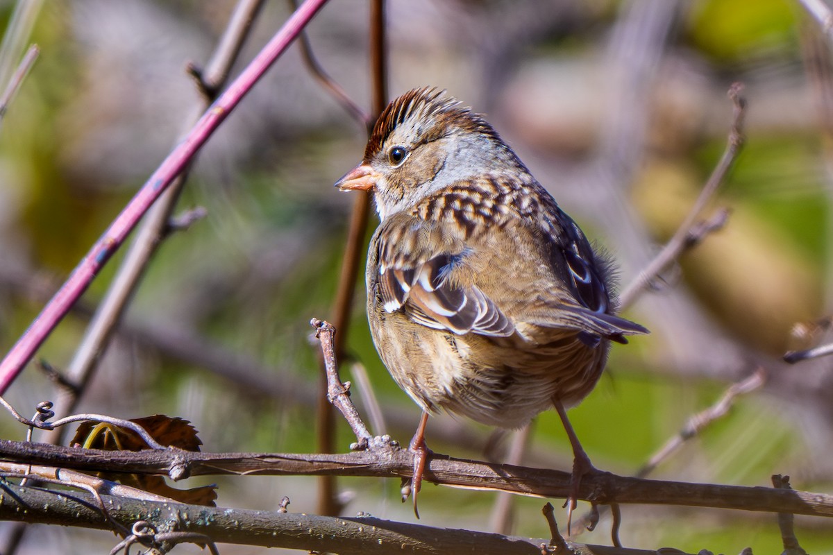 Бруант білобровий - ML644437207