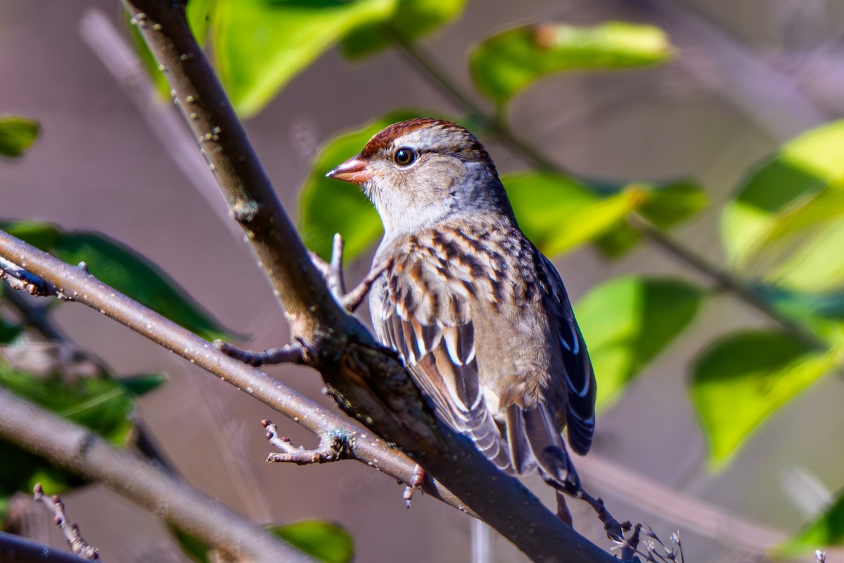 Бруант білобровий - ML644437208