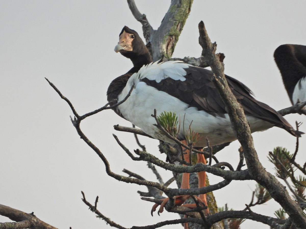 Урако - ML644437209