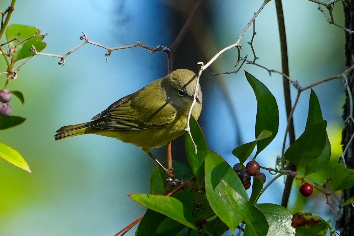 Червоїд оливковий - ML644437230