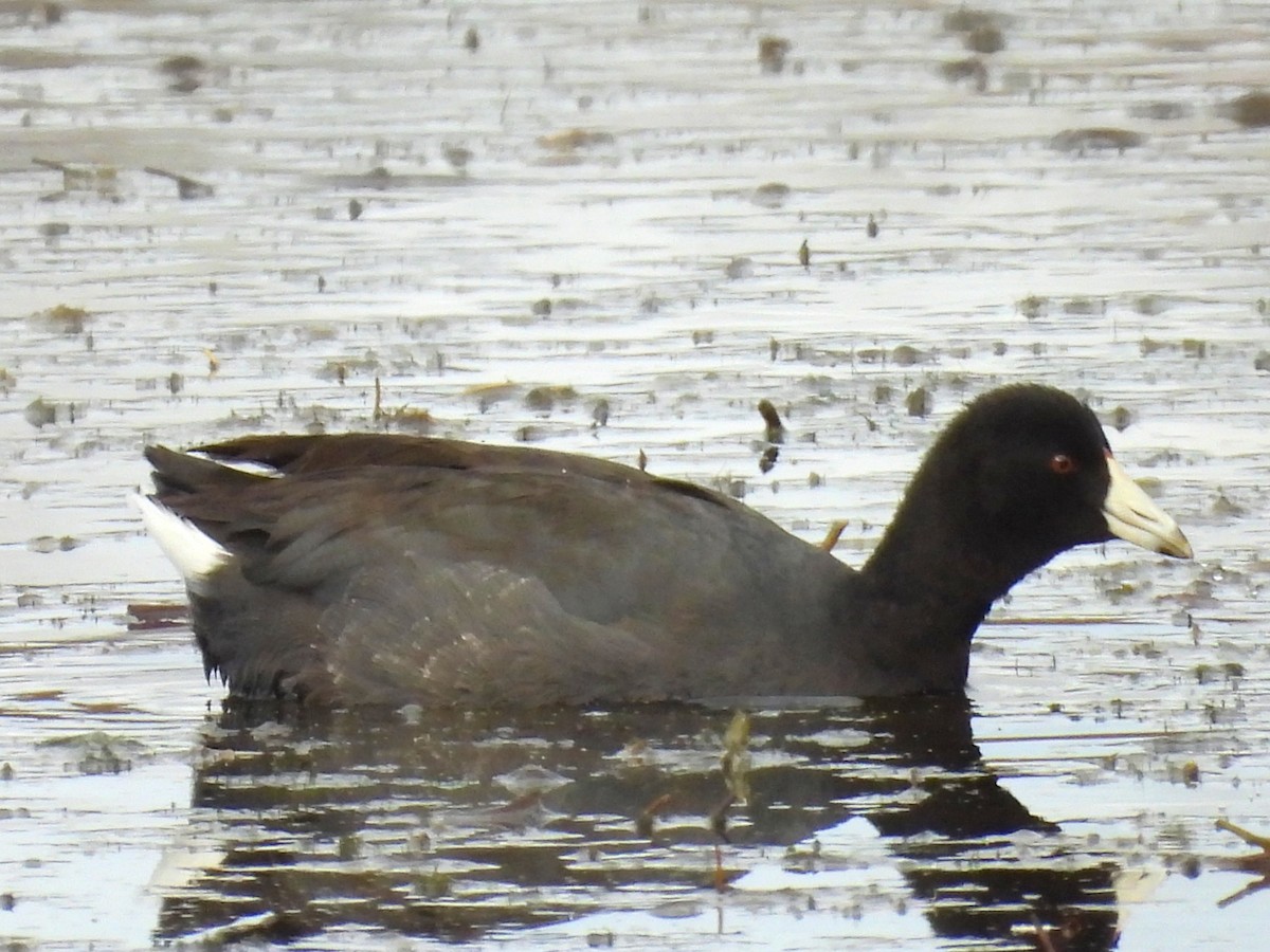 Лиска американська - ML644437231