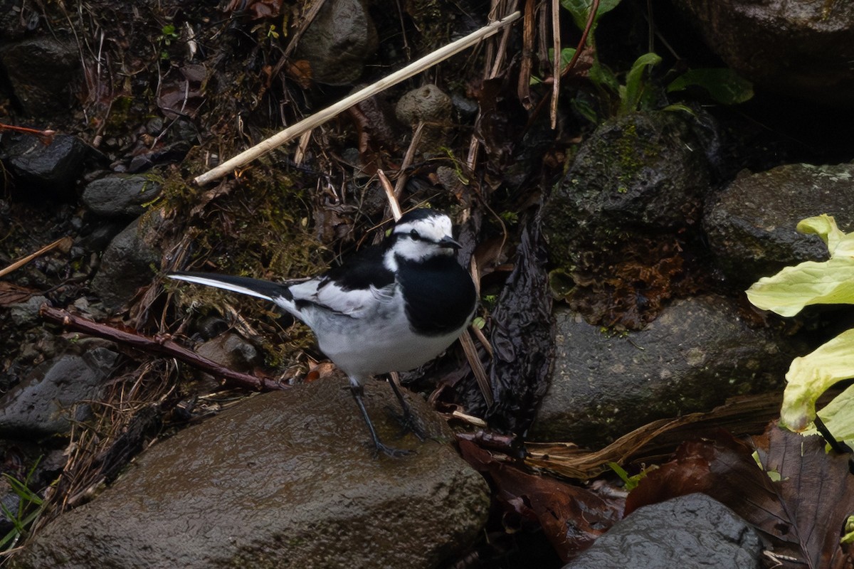 Плиска біла - ML644437251