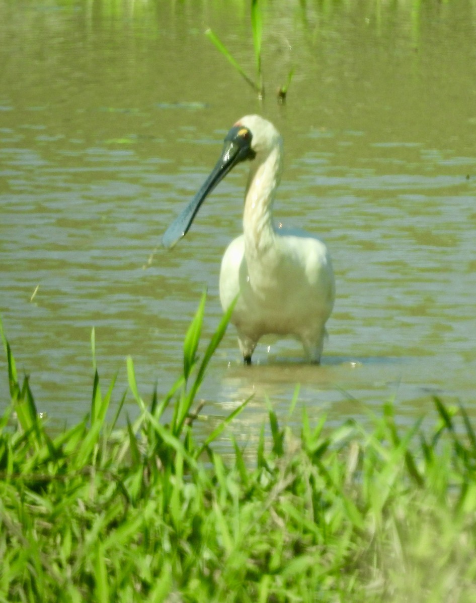 Косар королівський - ML644437257
