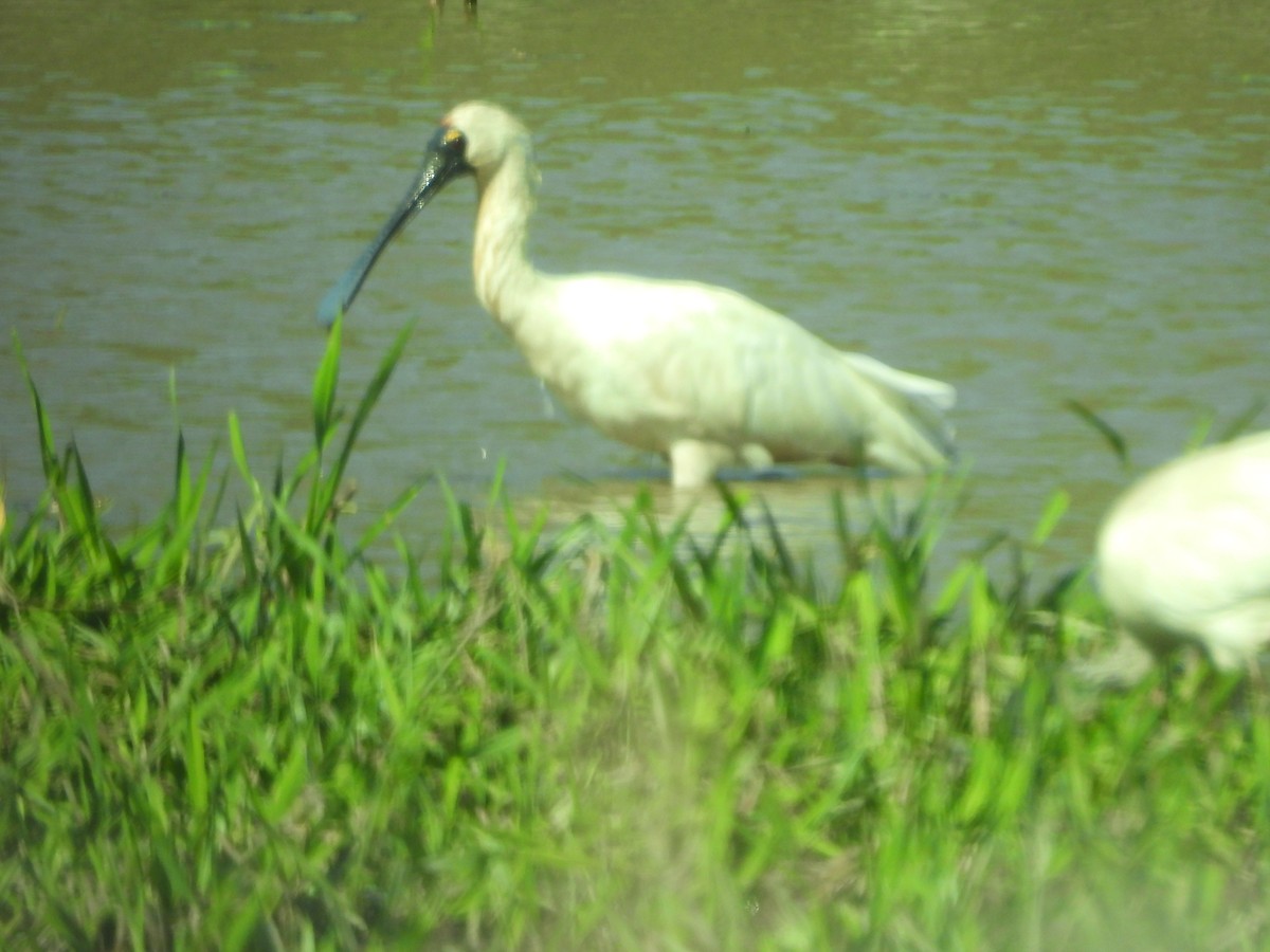 Косар королівський - ML644437258