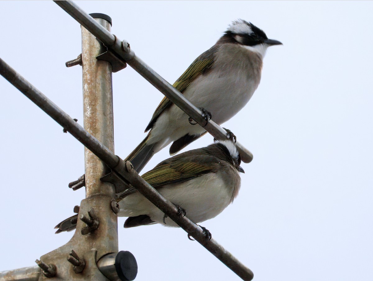 Нангиад бөлбөл - ML644437259