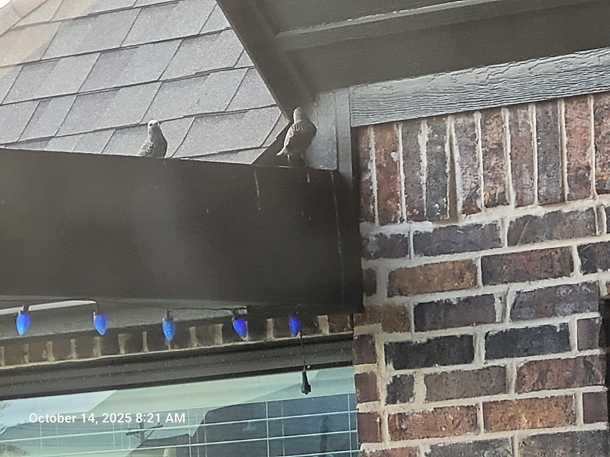 Шпак звичайний - ML644437260