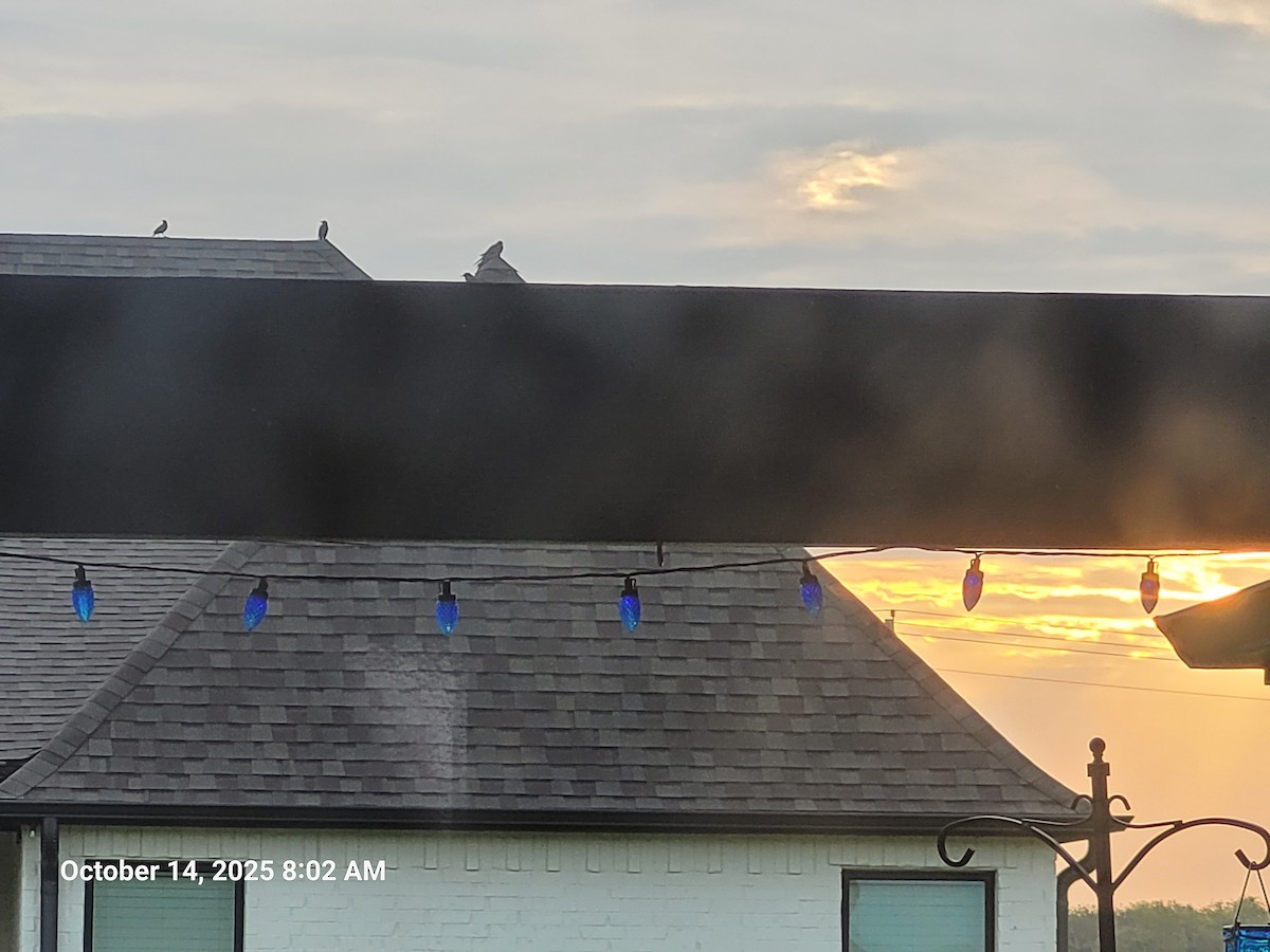 Шпак звичайний - ML644437261