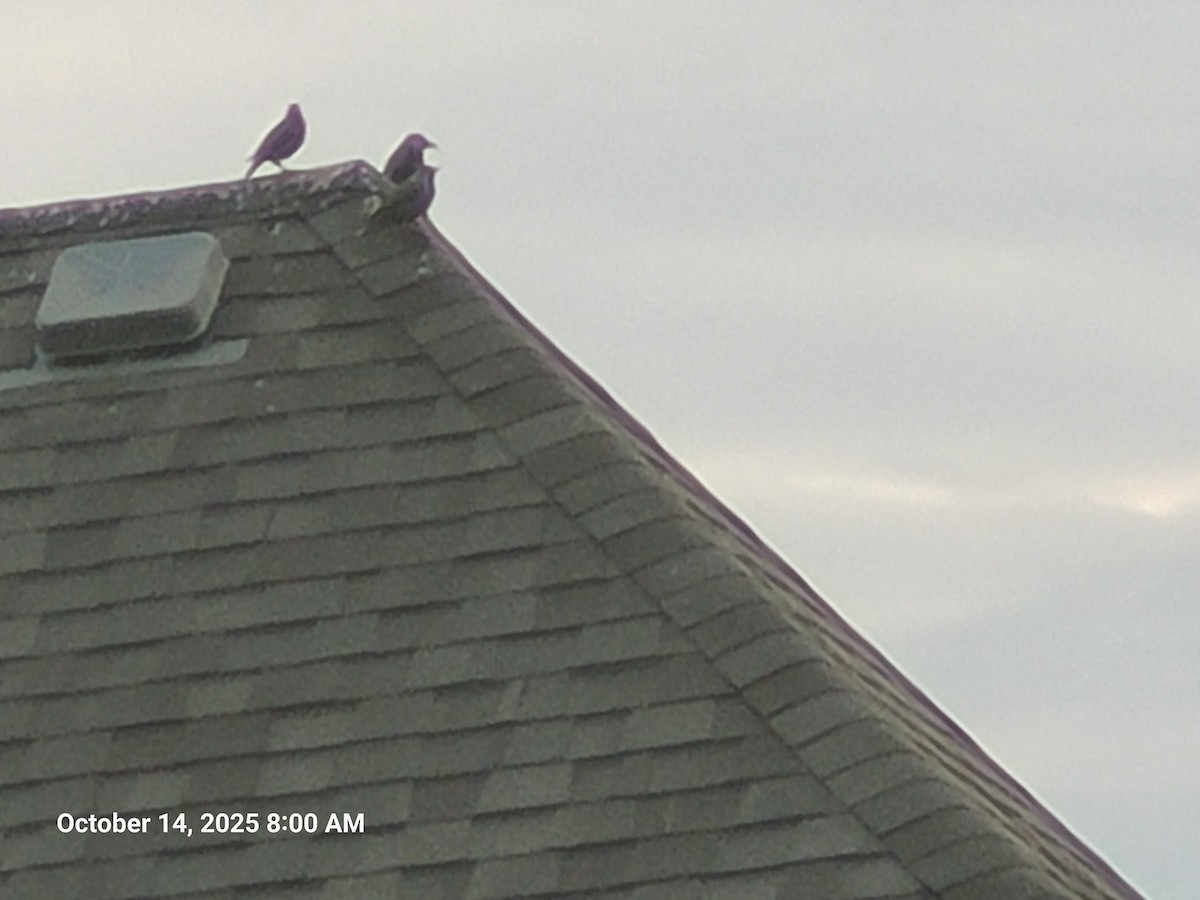 Шпак звичайний - ML644437262