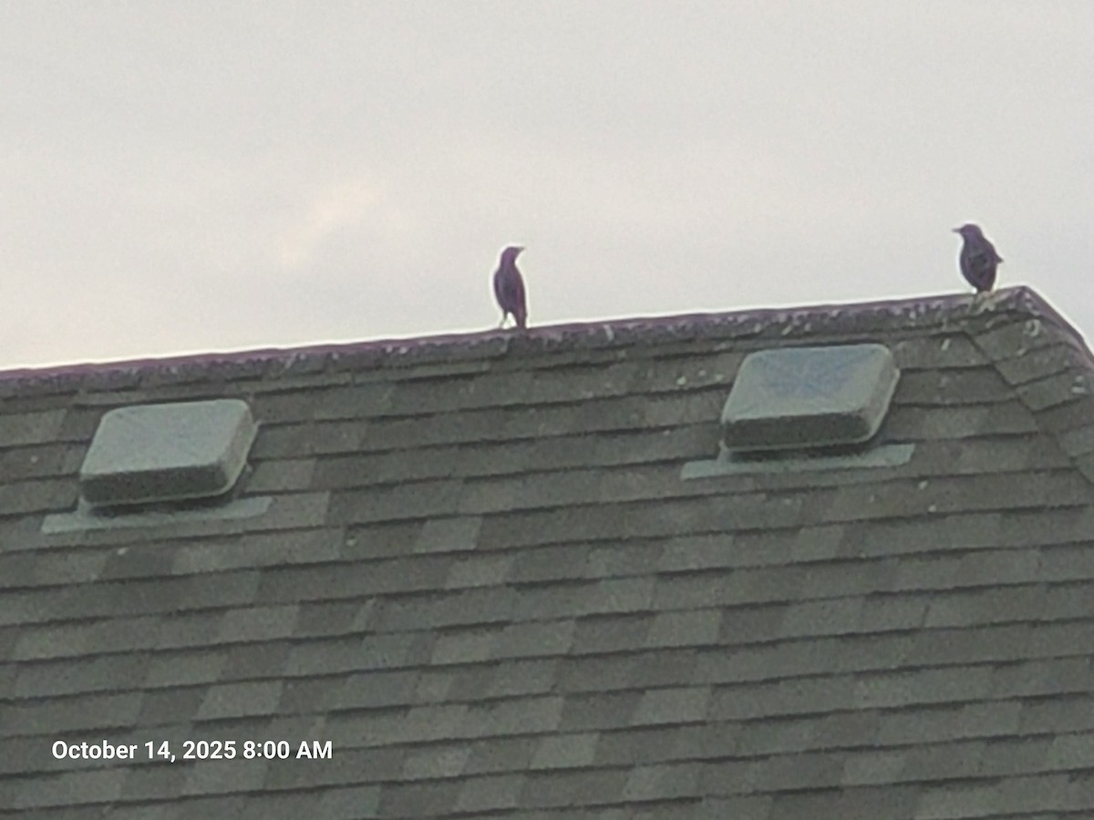 Шпак звичайний - ML644437263