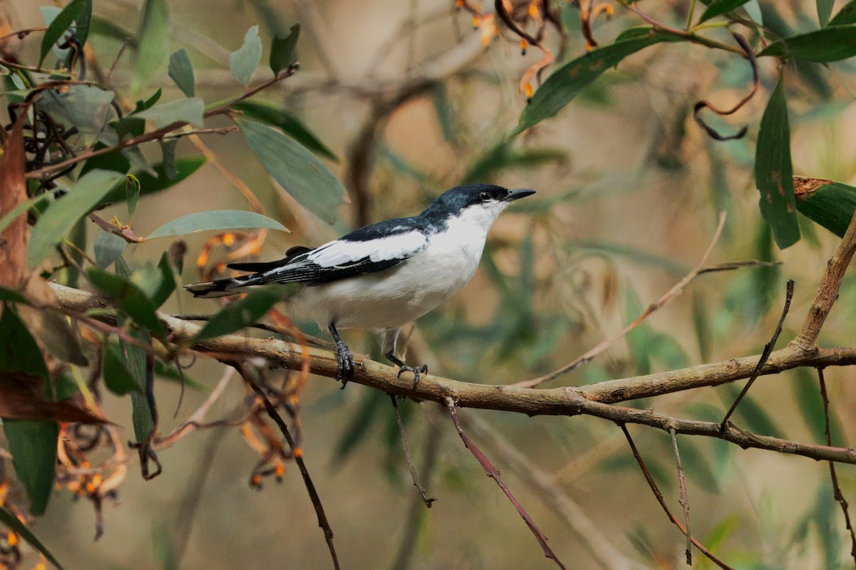 Оругеро австралійський - ML644437264