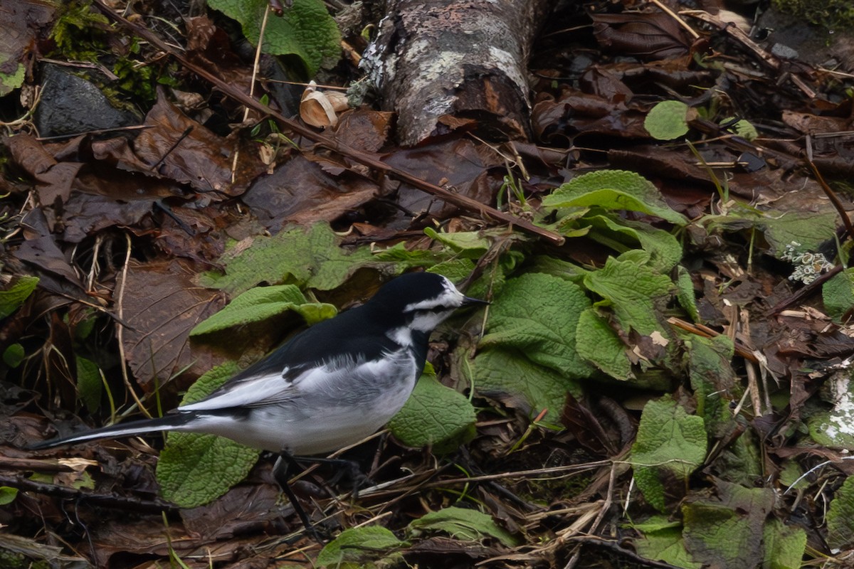 Плиска біла - ML644437265