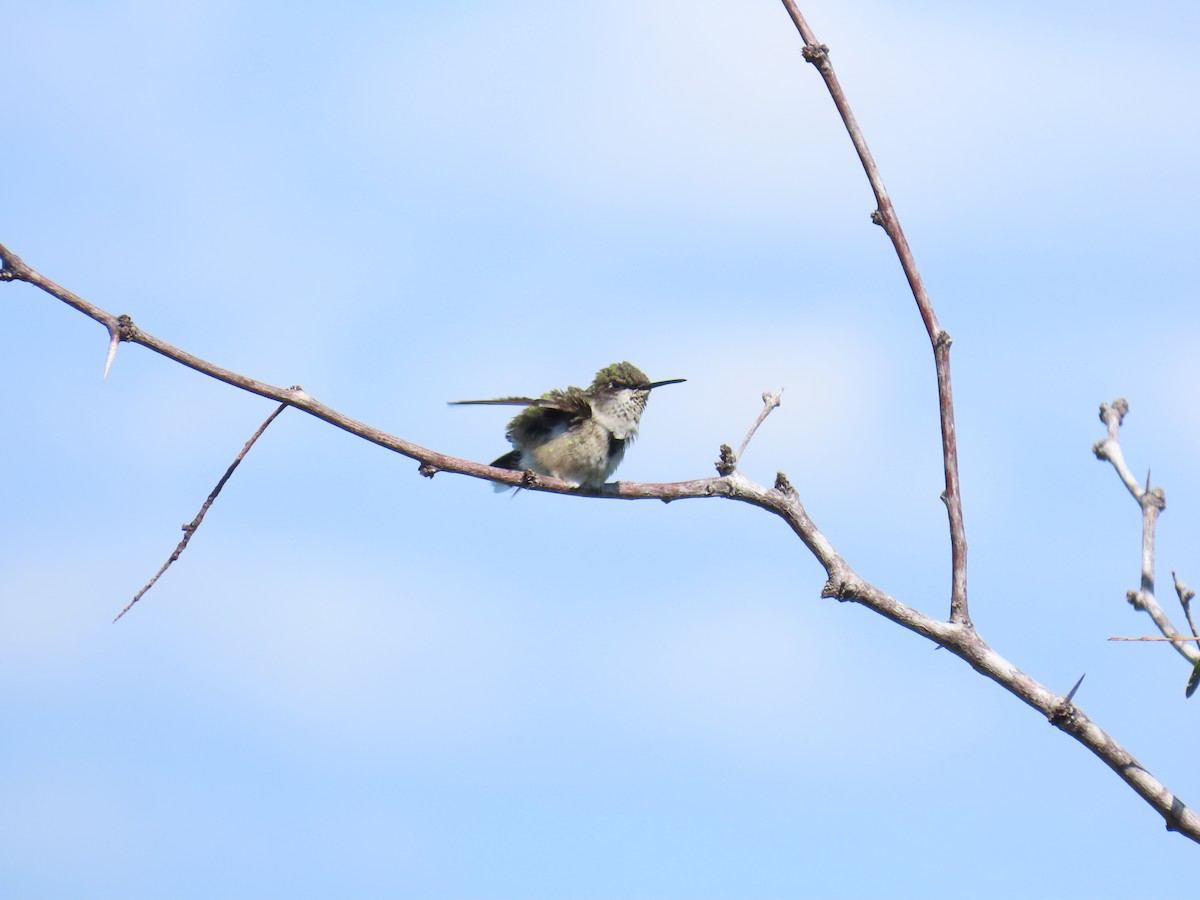Colibri à gorge rubis - ML644437269