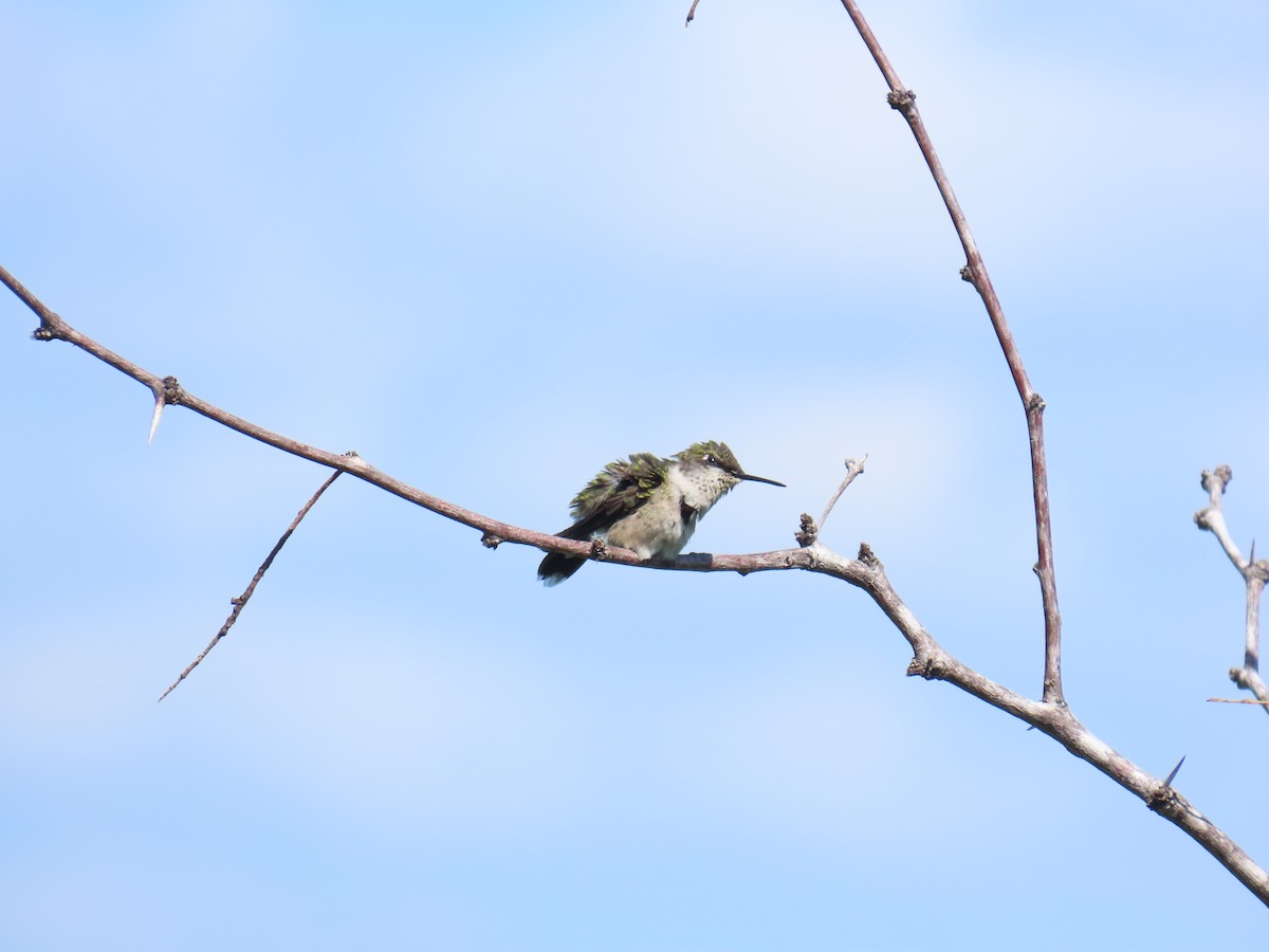 Colibri à gorge rubis - ML644437270