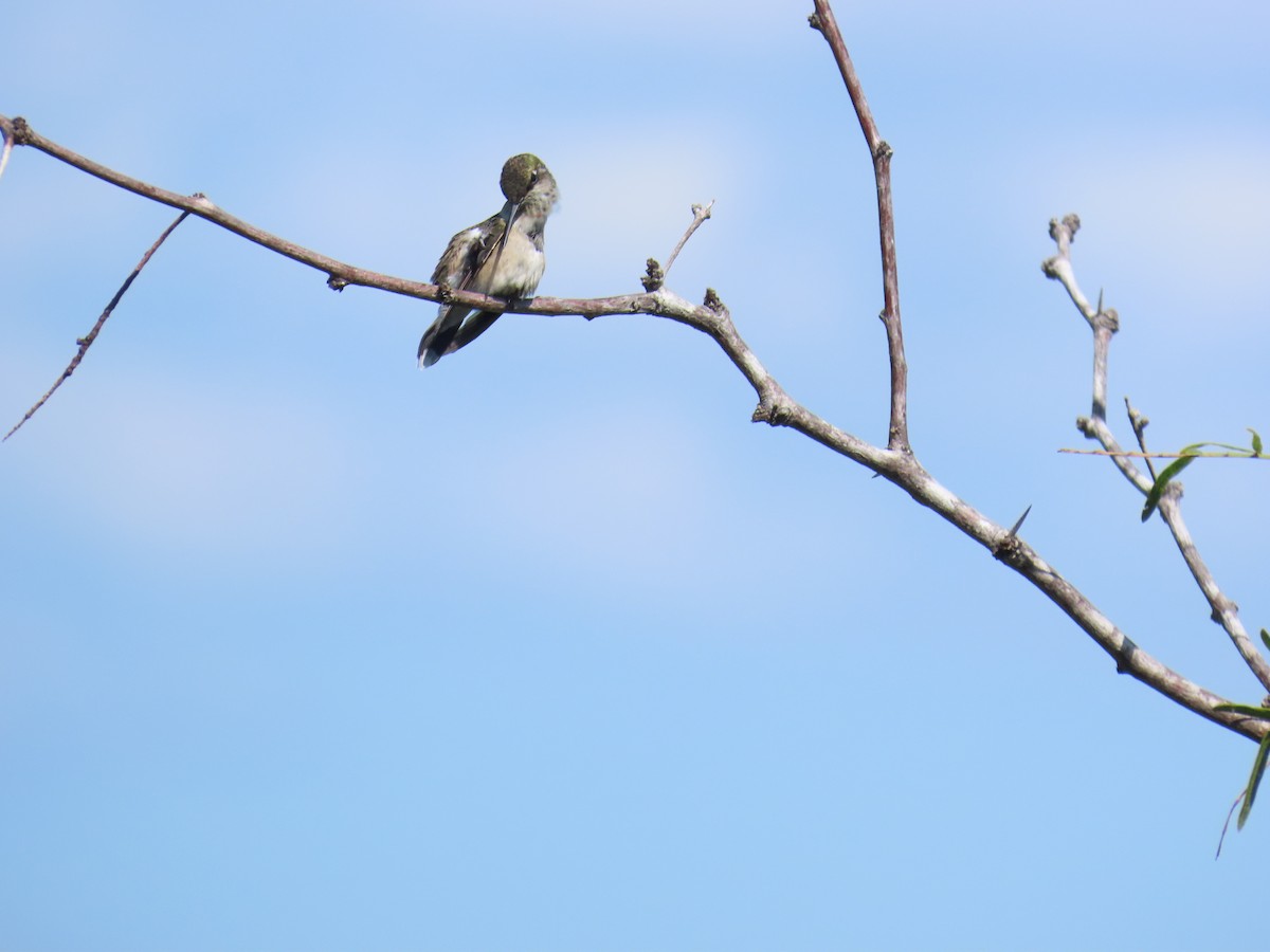 Colibri à gorge rubis - ML644437271