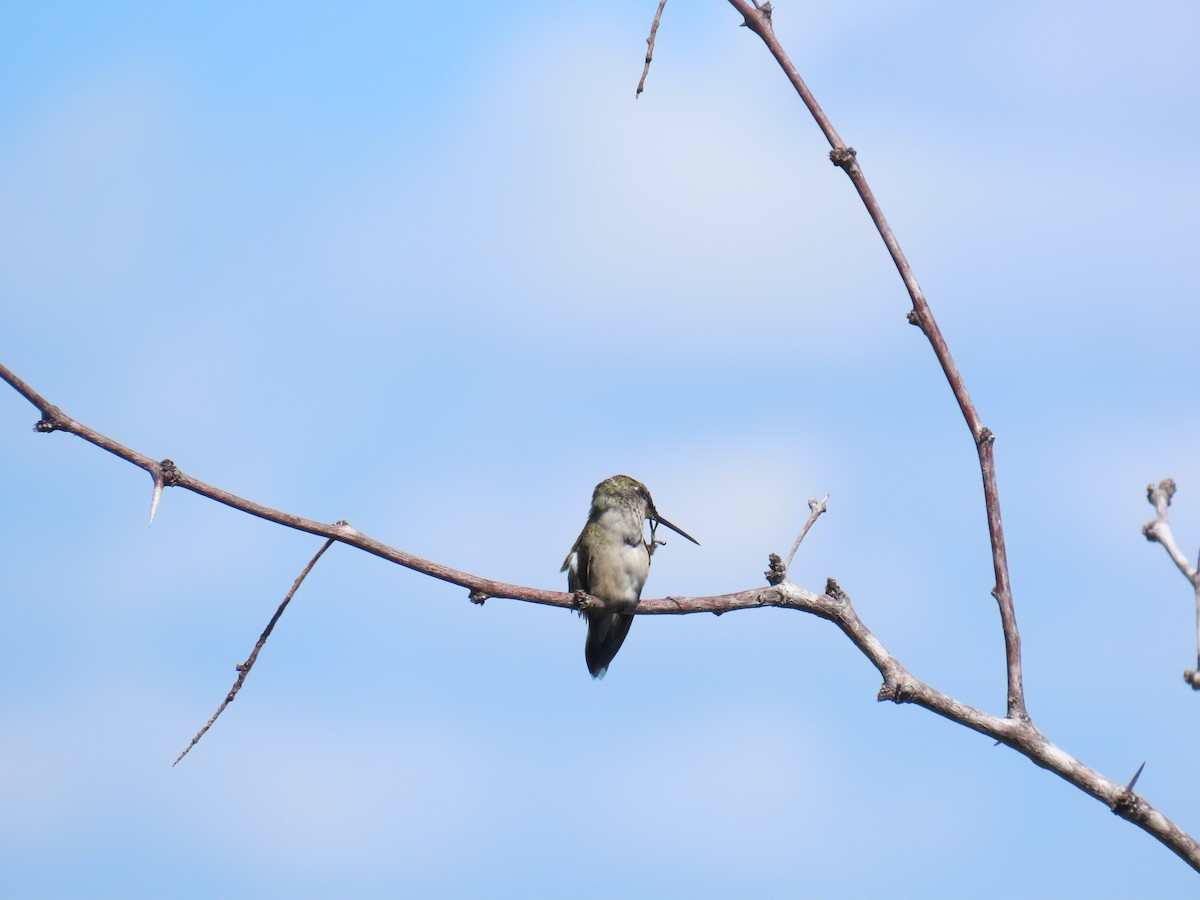 Colibri à gorge rubis - ML644437272