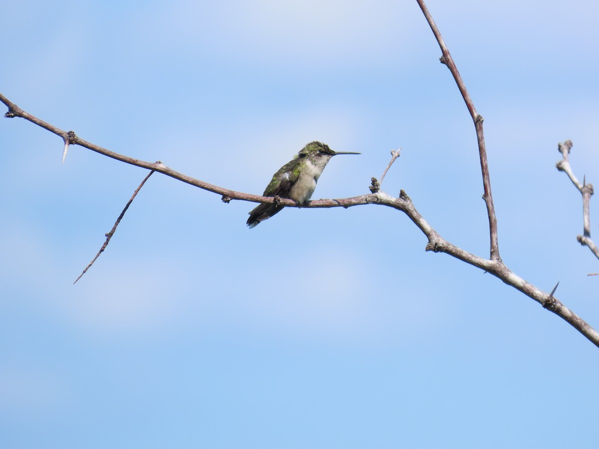 Colibri à gorge rubis - ML644437273