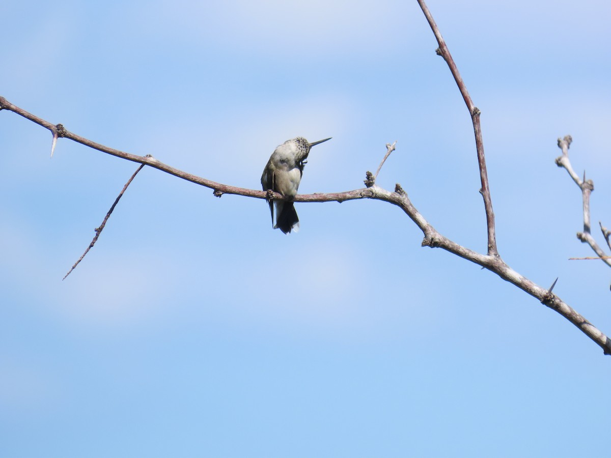 Colibri à gorge rubis - ML644437274