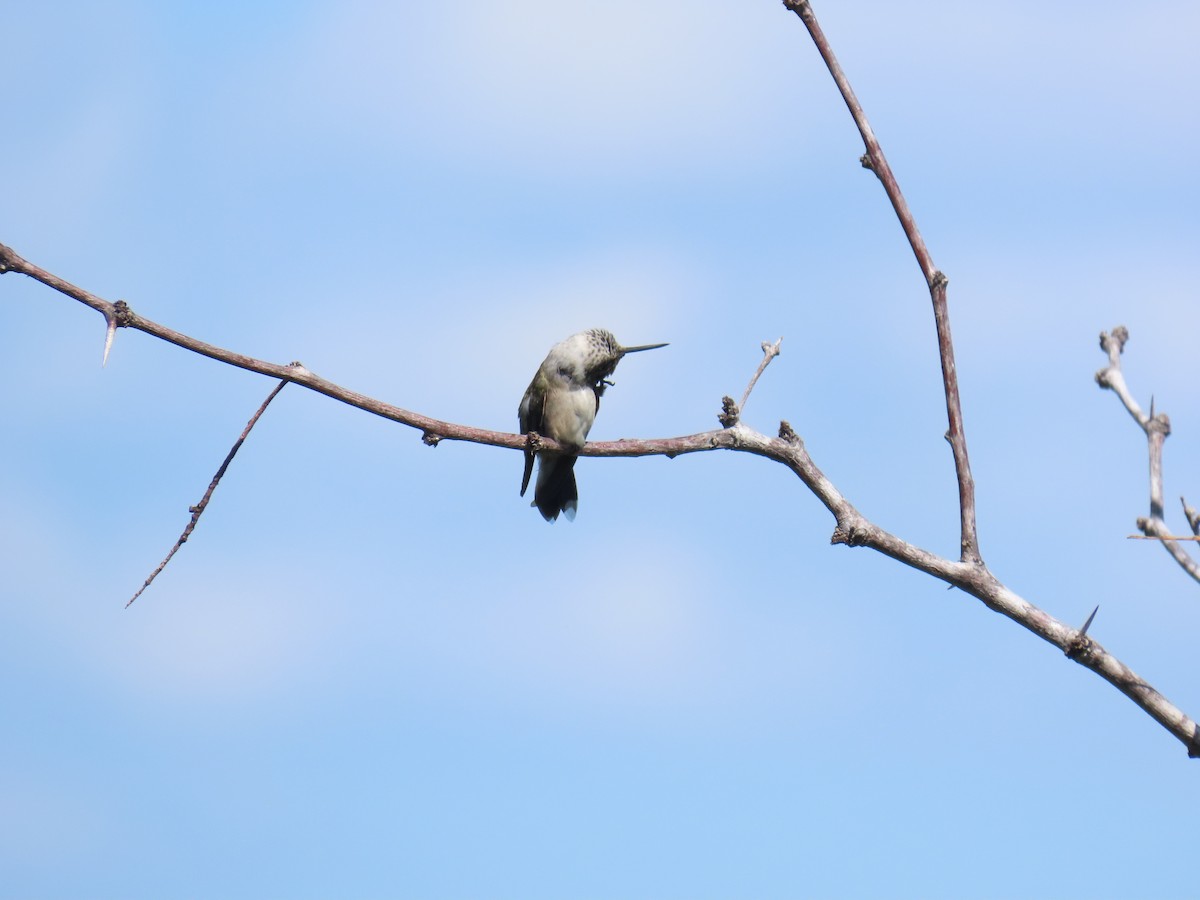 Colibri à gorge rubis - ML644437275