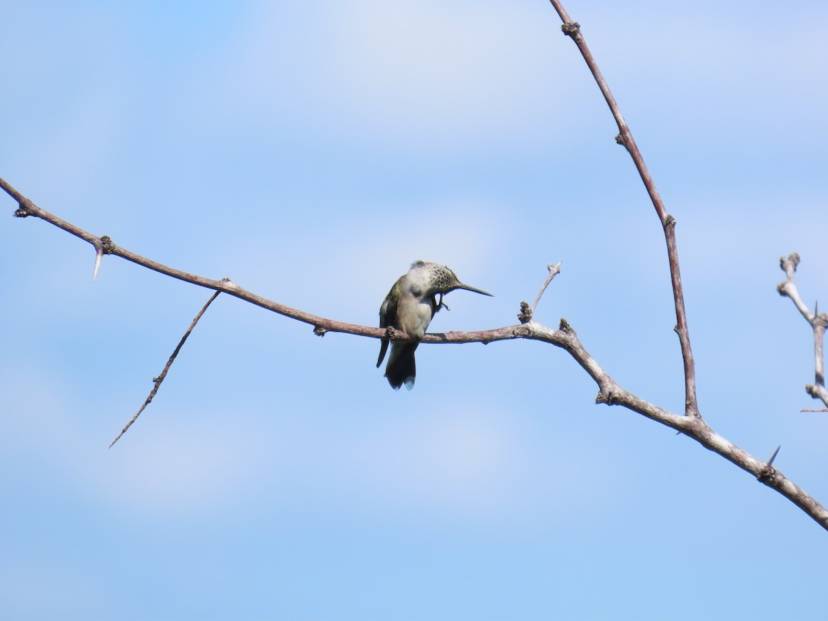 Colibri à gorge rubis - ML644437276