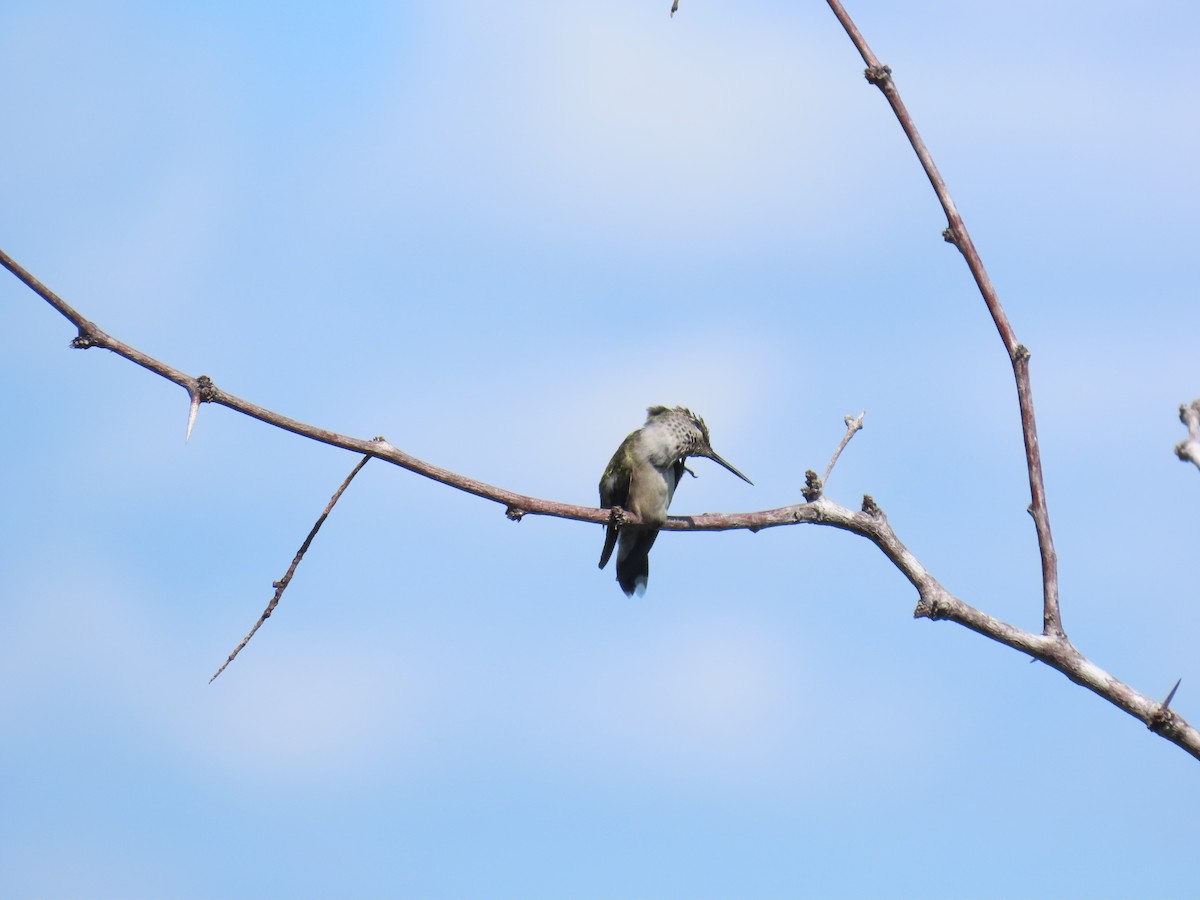 Colibri à gorge rubis - ML644437277