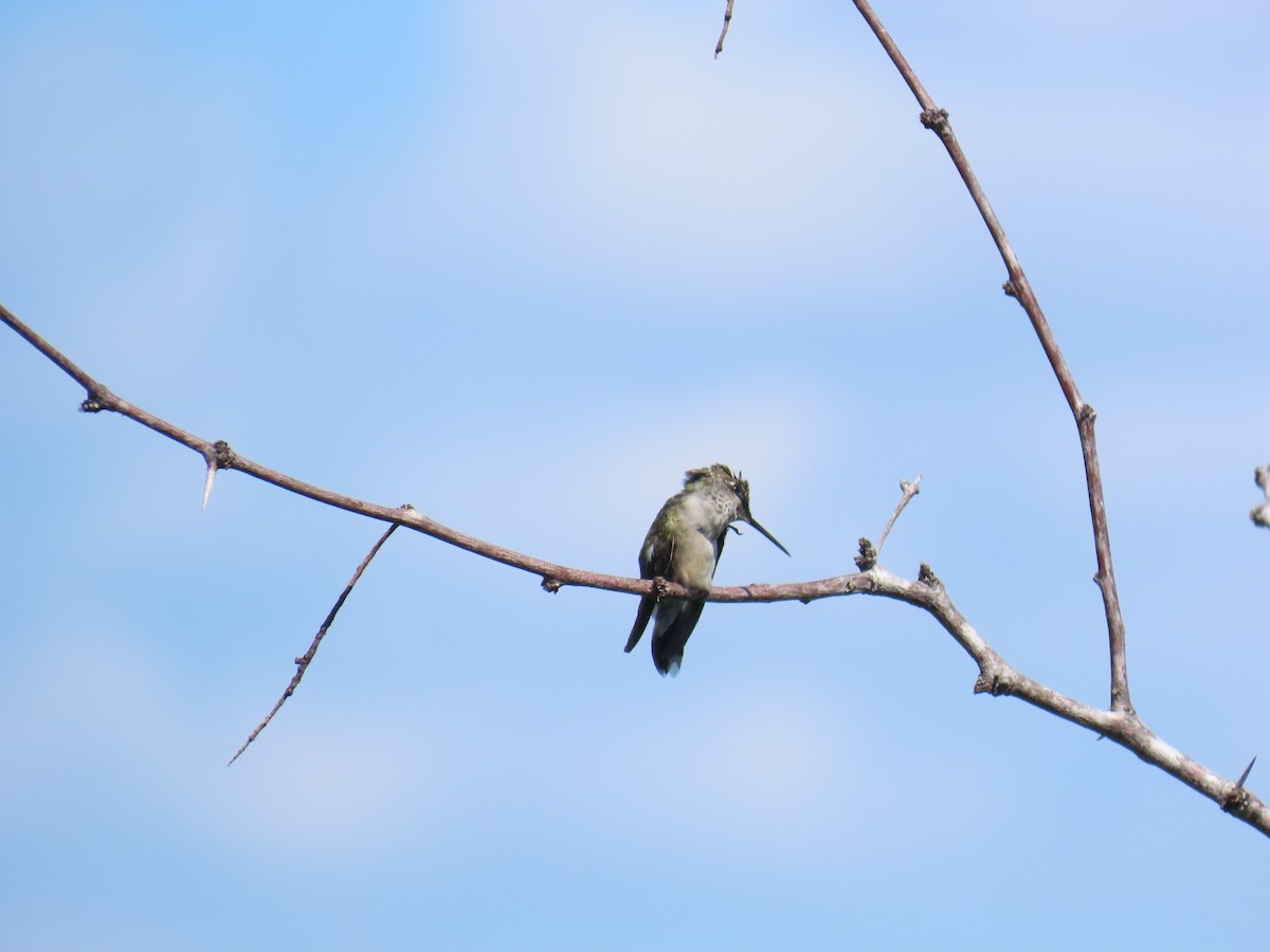 Colibri à gorge rubis - ML644437278
