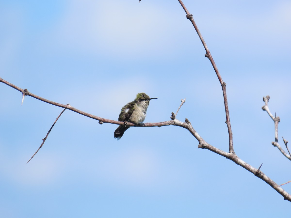 Colibri à gorge rubis - ML644437279