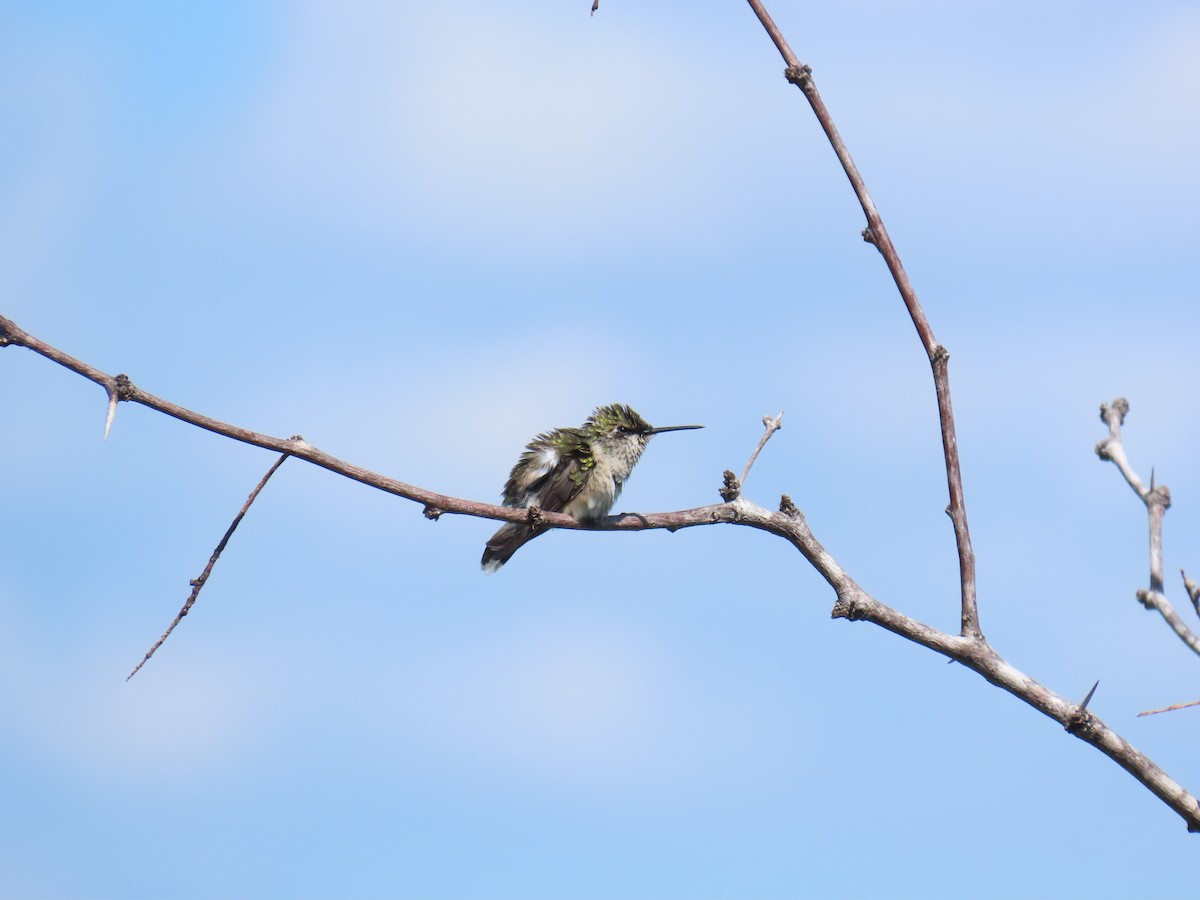 Colibri à gorge rubis - ML644437280