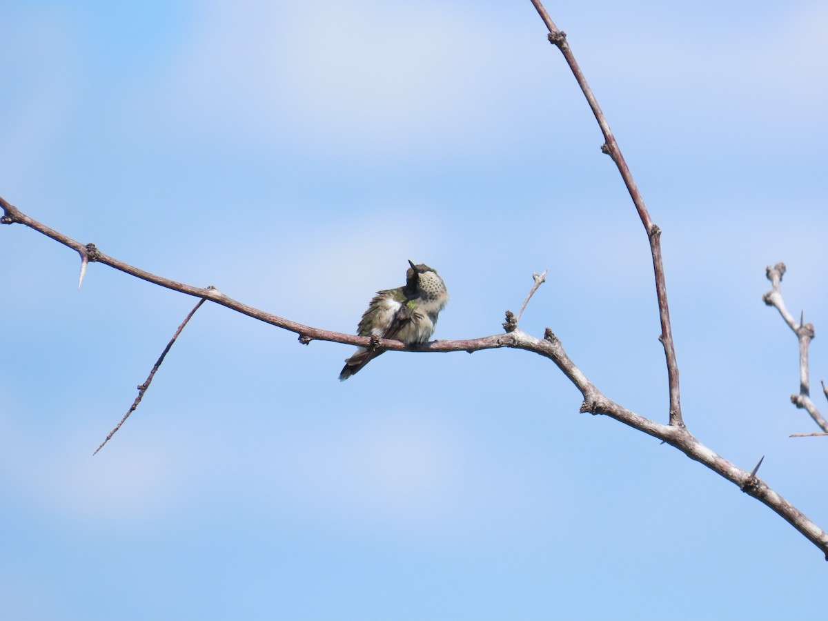 Colibri à gorge rubis - ML644437281