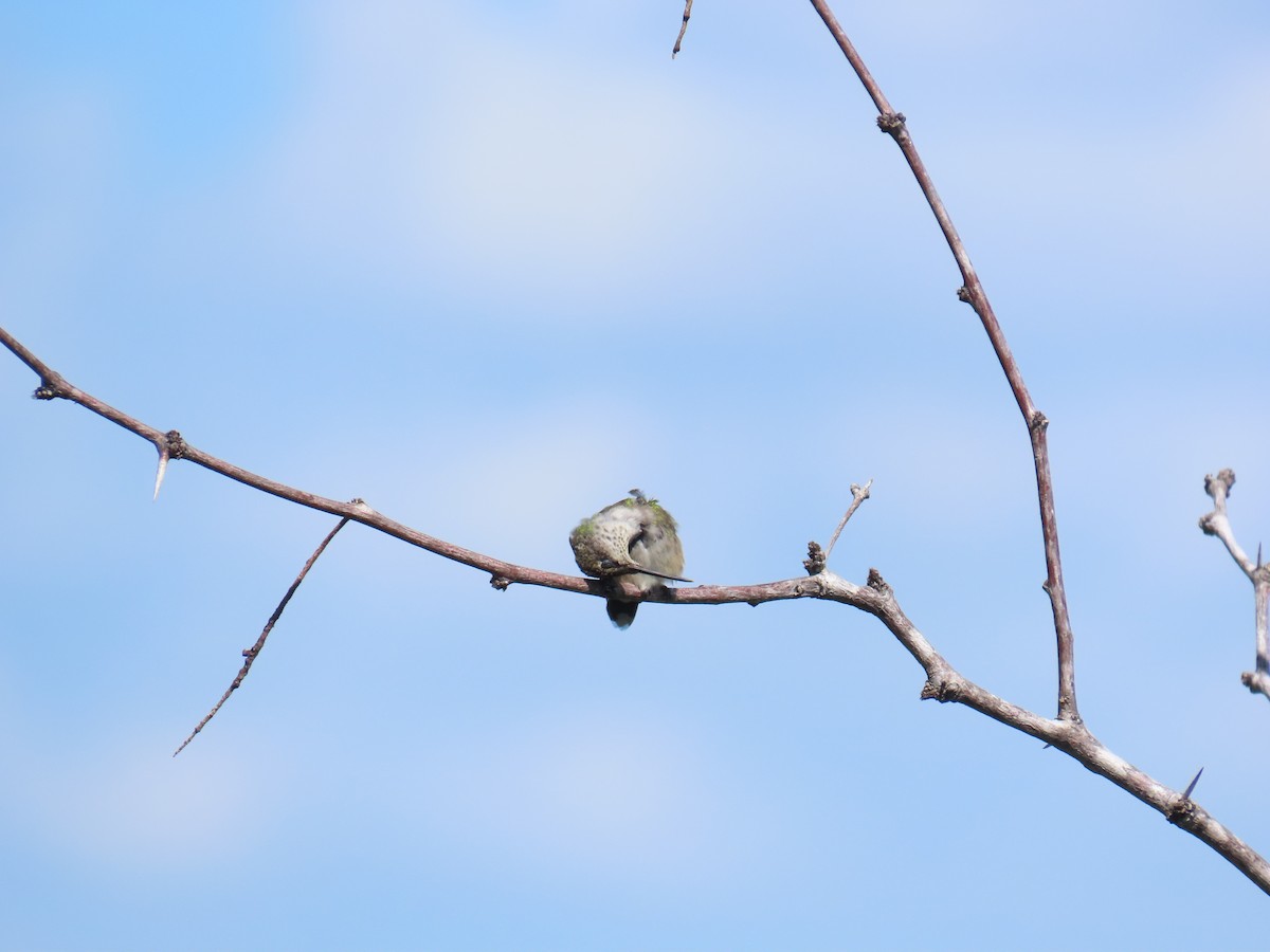 Colibri à gorge rubis - ML644437282