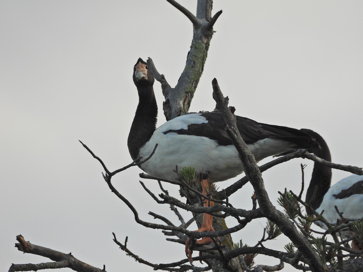 Magpie Goose - ML644437283
